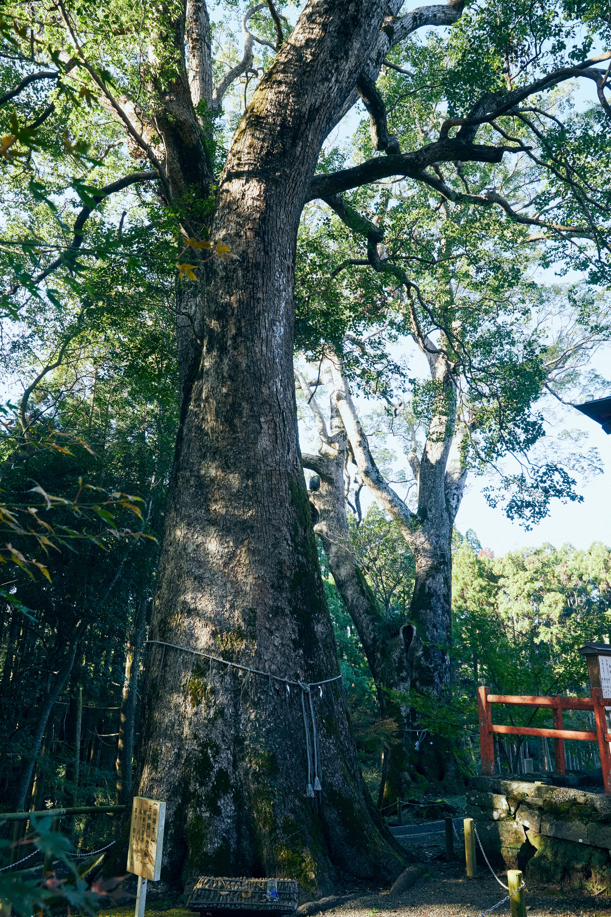 夫婦クスの周辺は荘厳な雰囲気が漂います