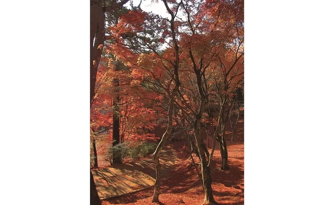 紅葉のカーペット