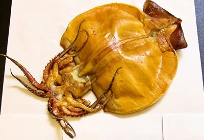 高温でプレスした「いかせんべい」