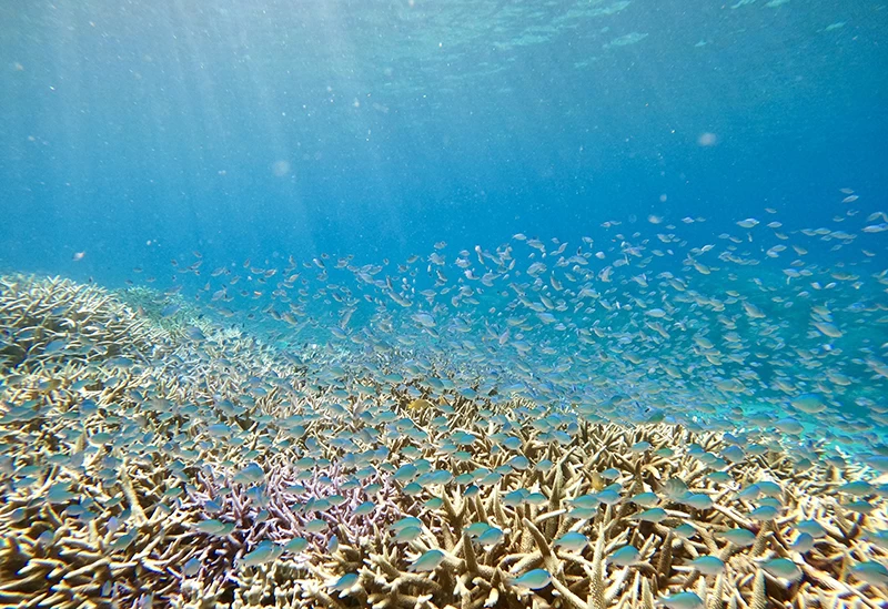 コウトリビーチで多彩な魚と触れ合うツアー