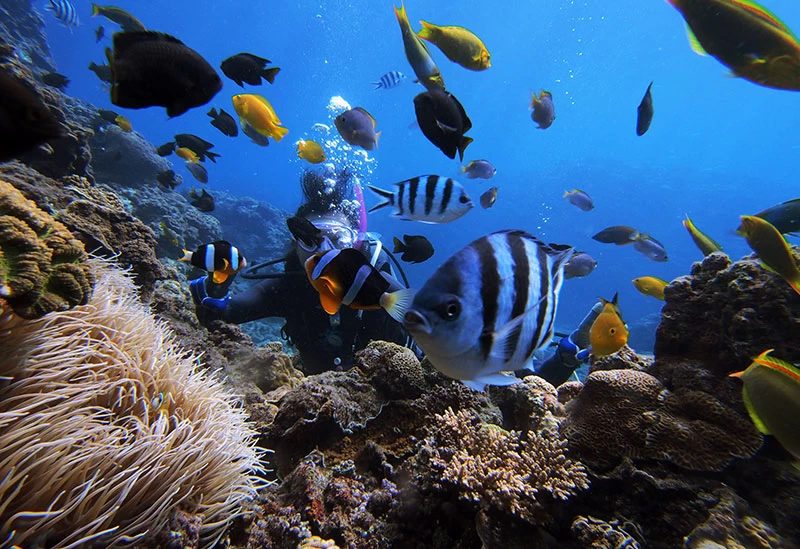 初心者も安心して体験ダイビングに挑戦