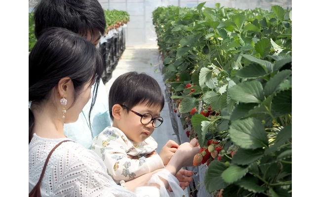 1月から5月頃までいちご狩りが楽しめる