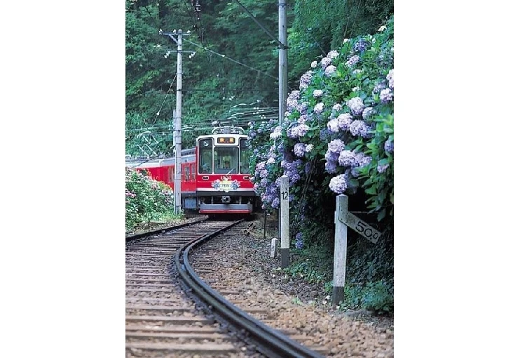 紫陽花の季節の箱根登山電車