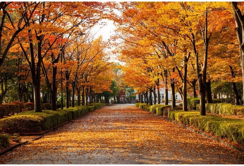 紅葉が楽しめる
