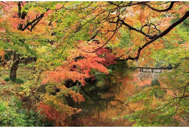 紅葉