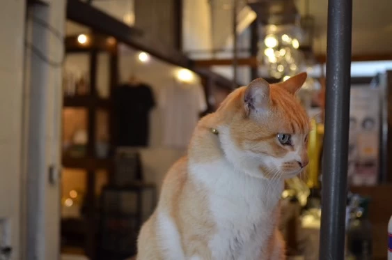 猫店長・ゴロ吉①