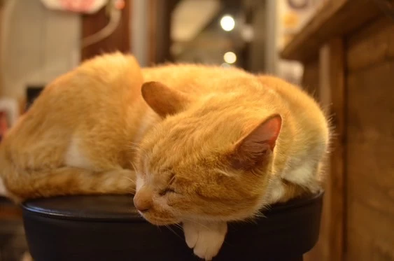 猫店長・ゴロ吉②