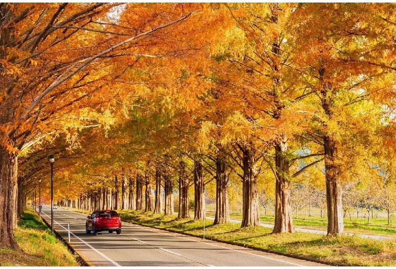 紅葉の様子①
