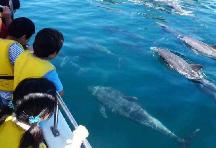 南島原イルカウォッチング②