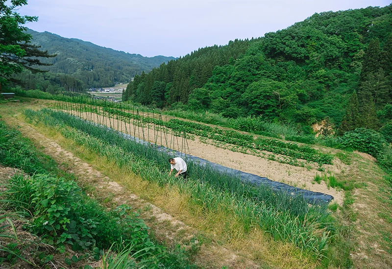 イタリアの野菜を栽培している5つの畑