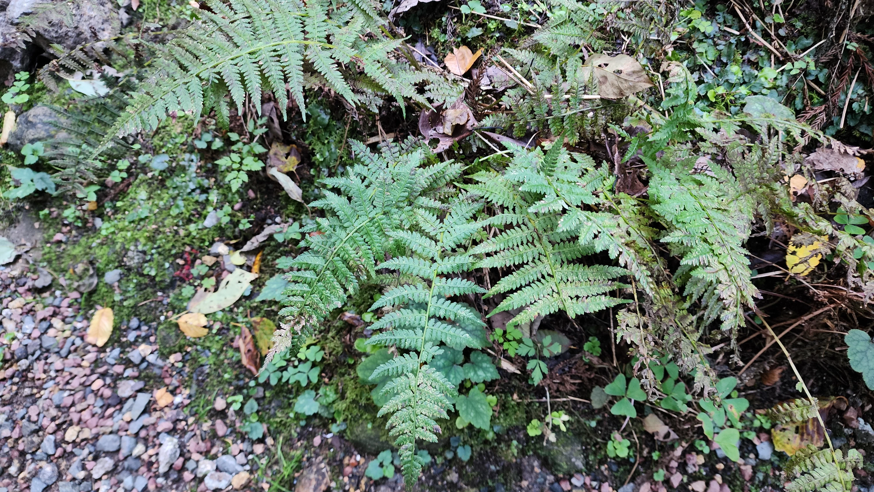 銀を含んだスギの葉（現地にて撮影）