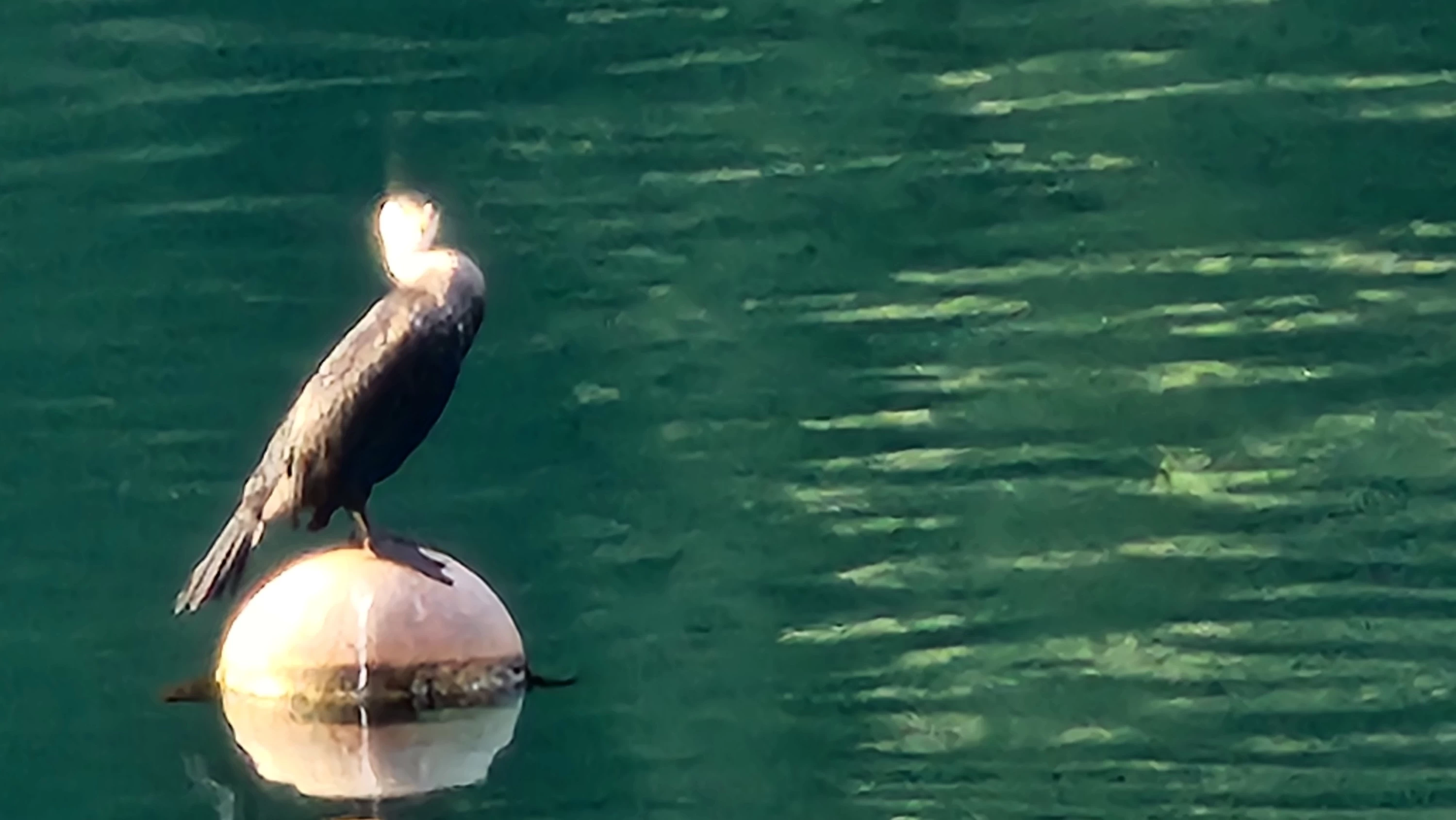 ウミウ（現地にて撮影）