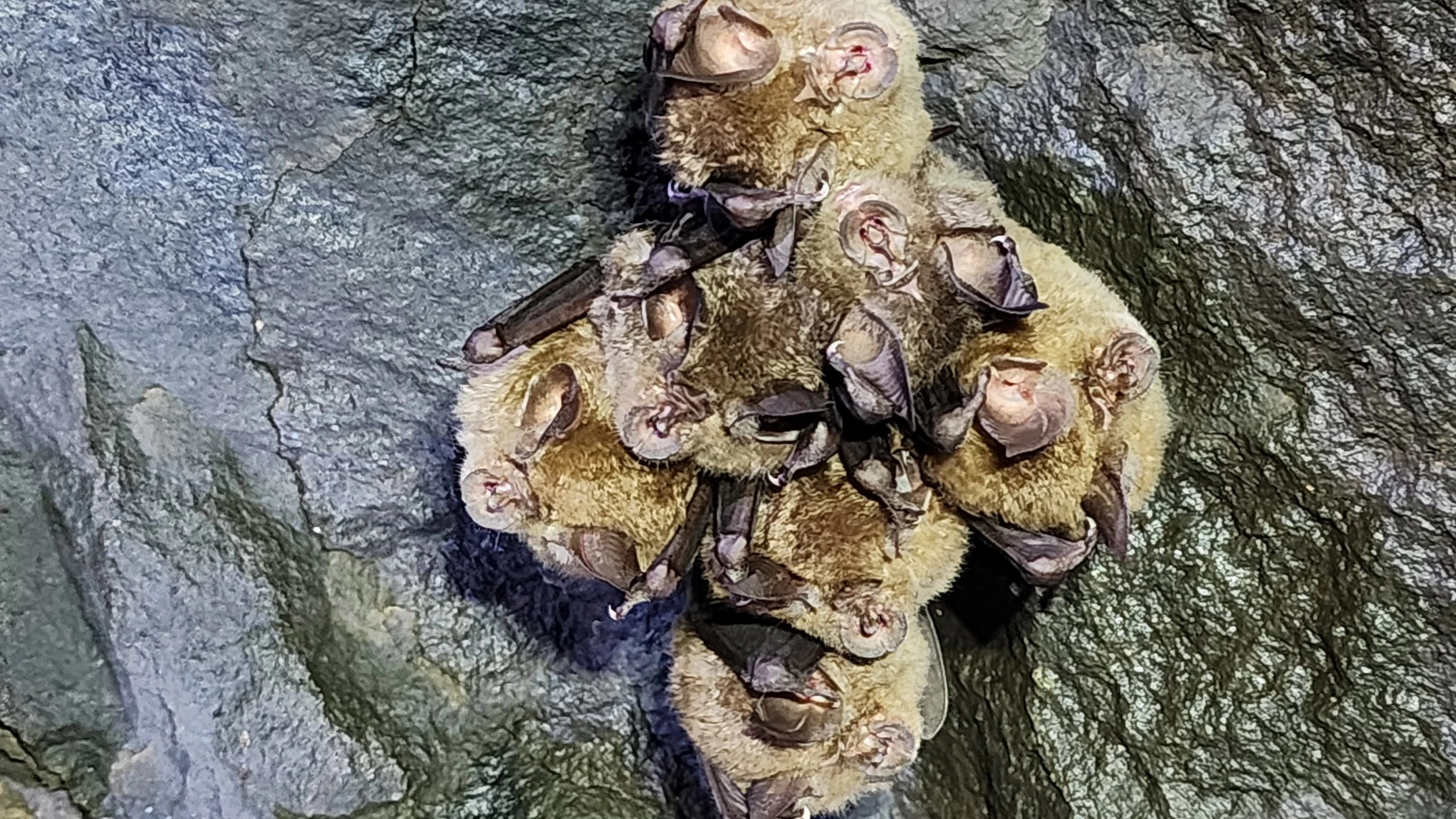 コウモリが冬眠している（現地にて撮影）