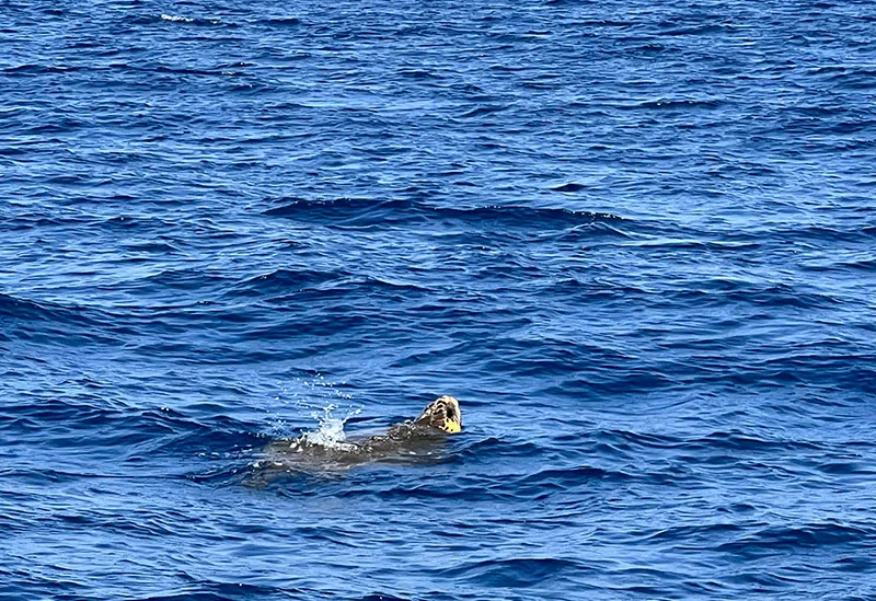 クジラが見られることも