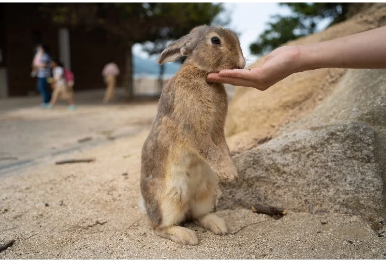 うさぎ②