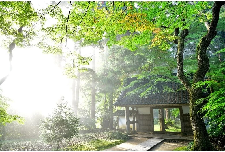 木漏れ日が美しい境内