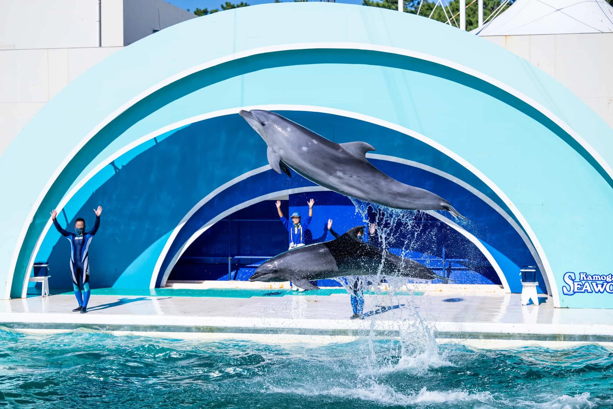 ジャンプするイルカ