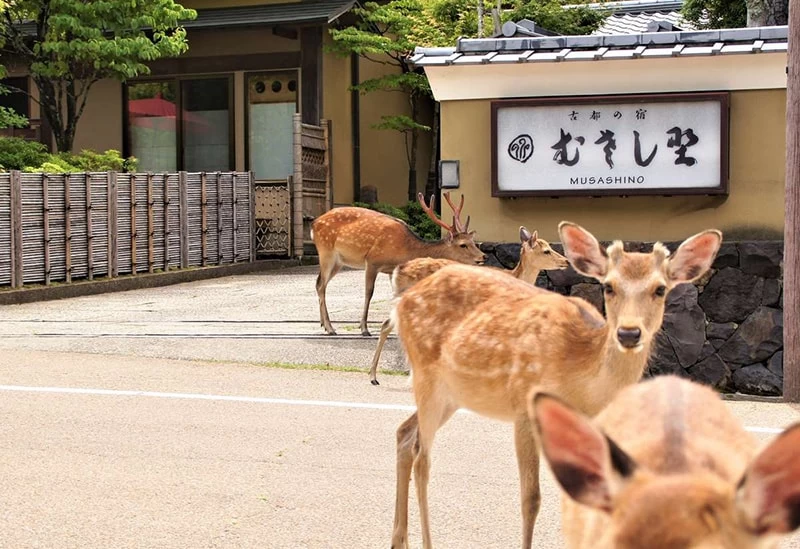 奈良公園という特別な立地に佇む隠れ家