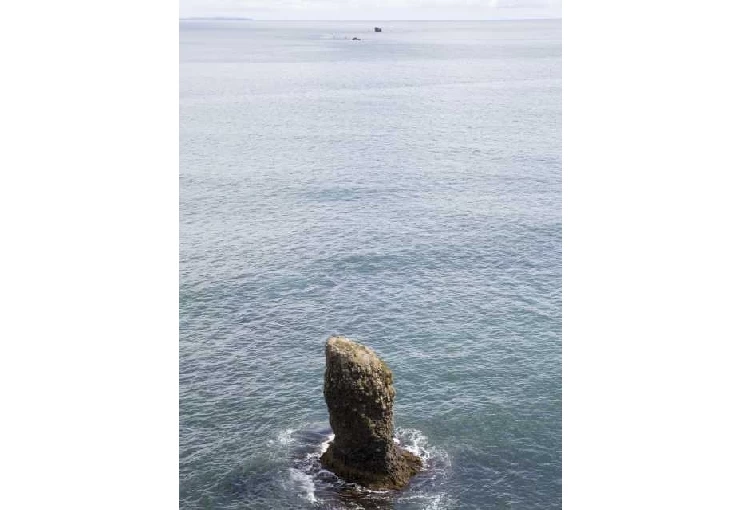 帆掛岩にアザラシが生息