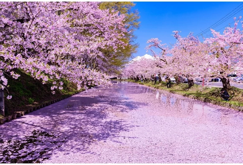 弘前城（桜）②