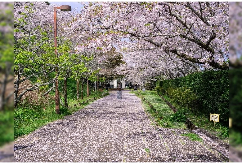 満開の桜も見どころ
