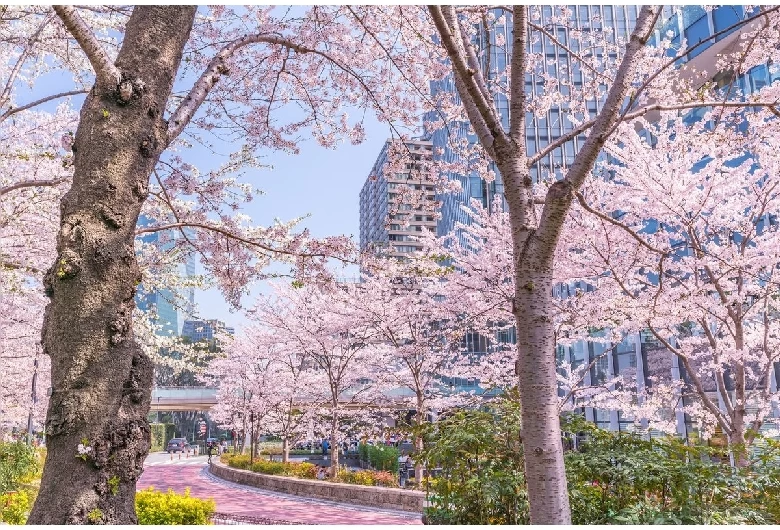 春は桜が咲き誇る