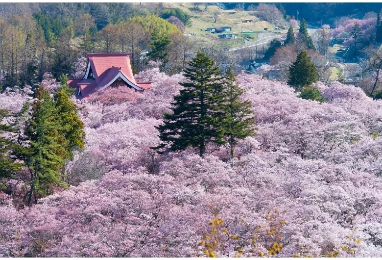 高遠城址公園(桜)