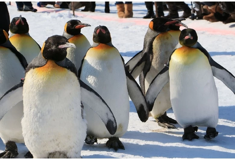 ペンギンの行進