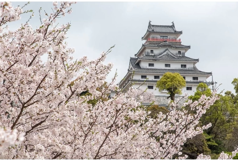 唐津城（桜）