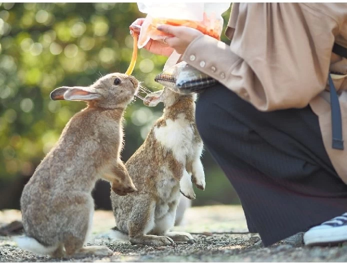 うさぎ①