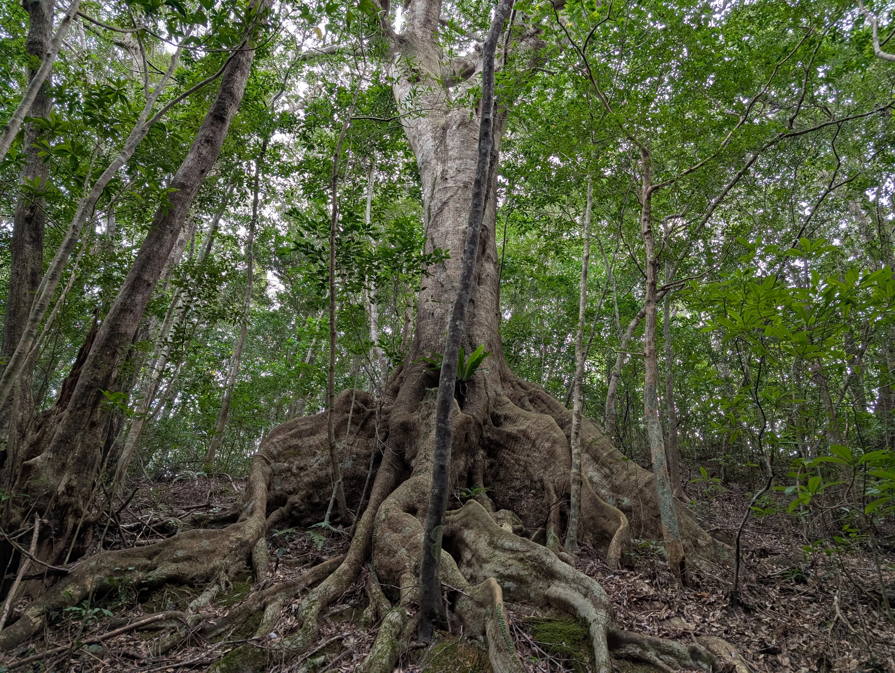 巨大なウラジロガシ（現地にて撮影）