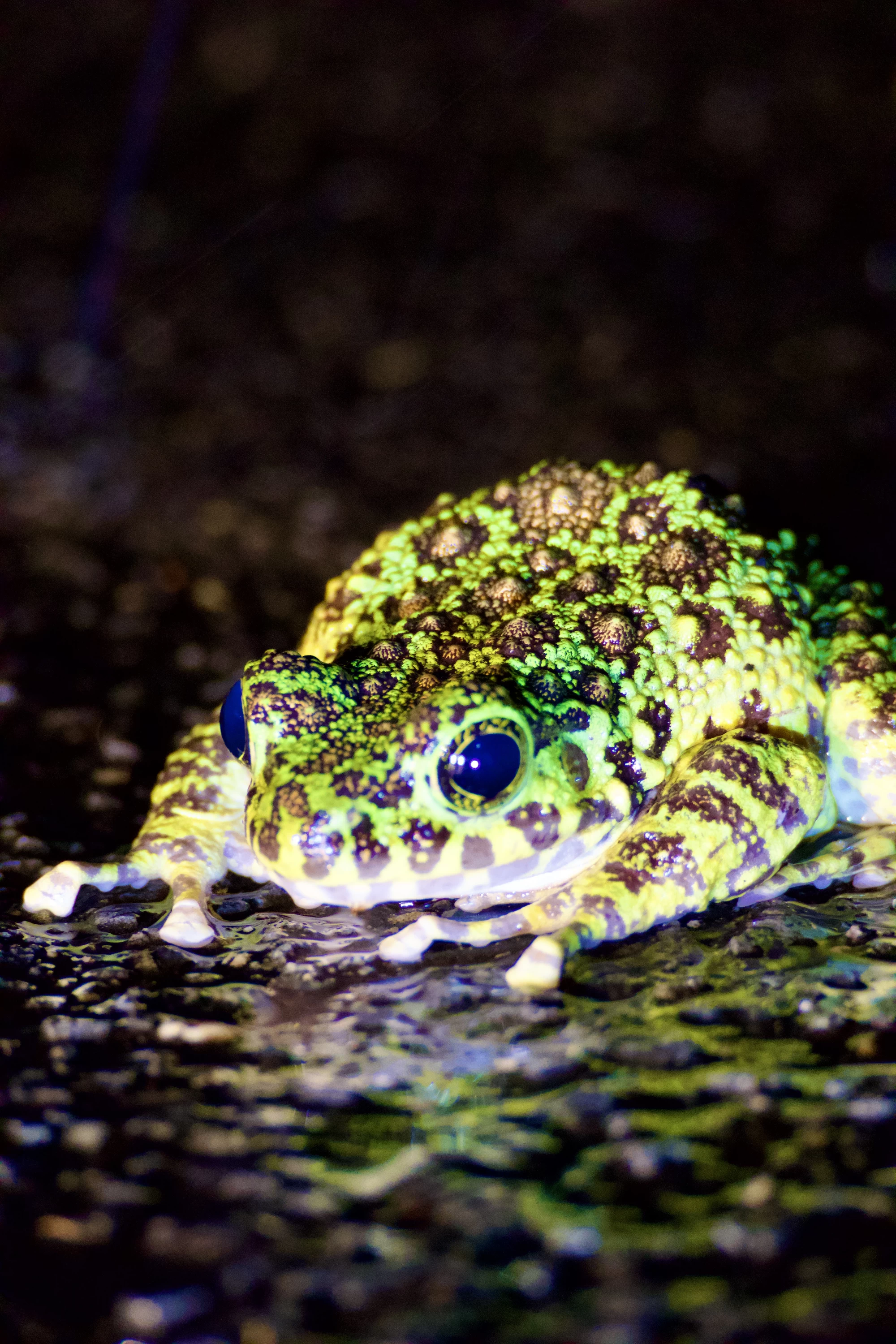 アマミイシカワガエル（現地にて撮影）