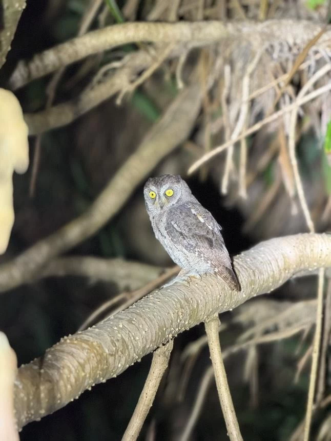 リュウキュウコノハズク（現地にて撮影）
