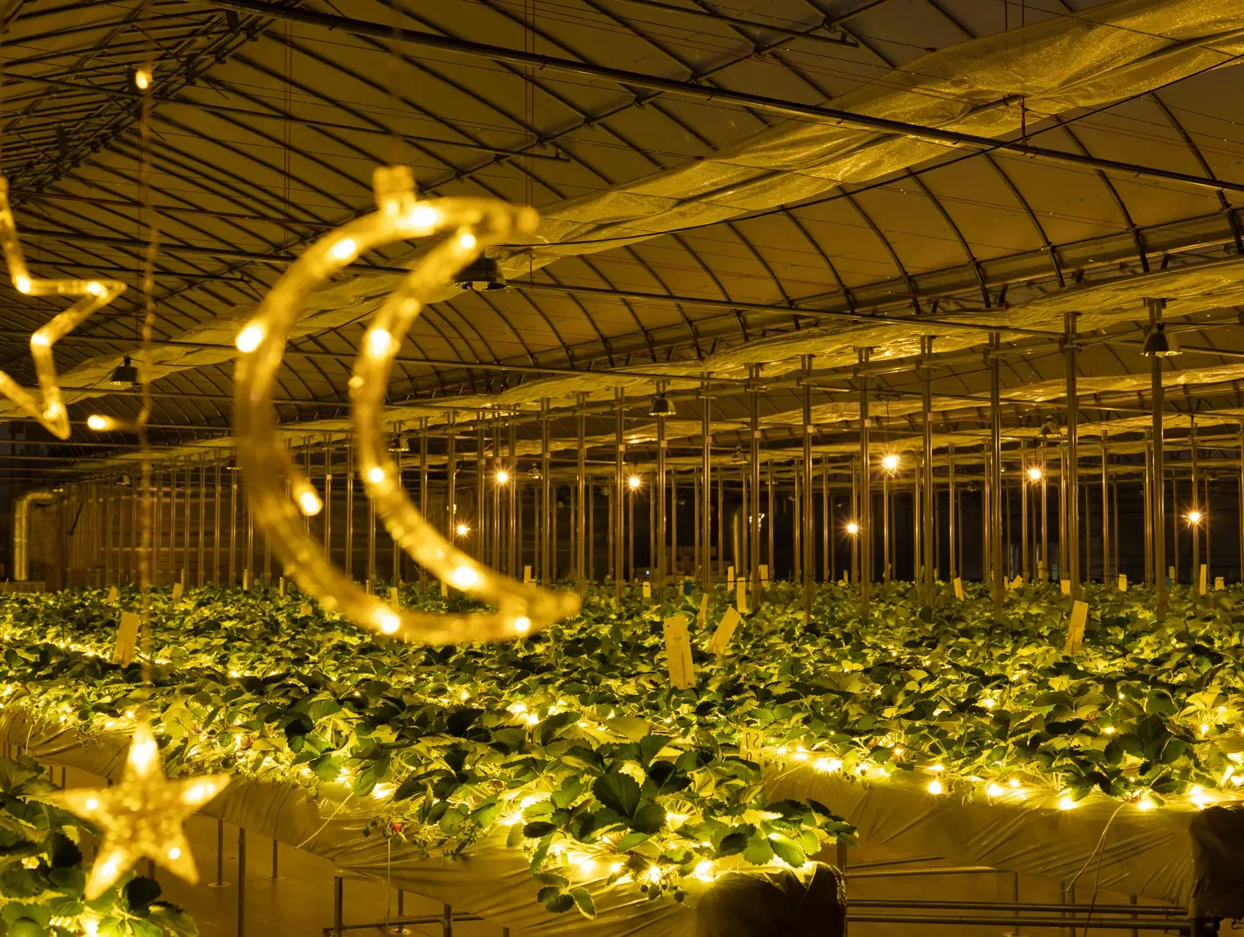 きらめく星を模したイルミネーションと色鮮やかないちご