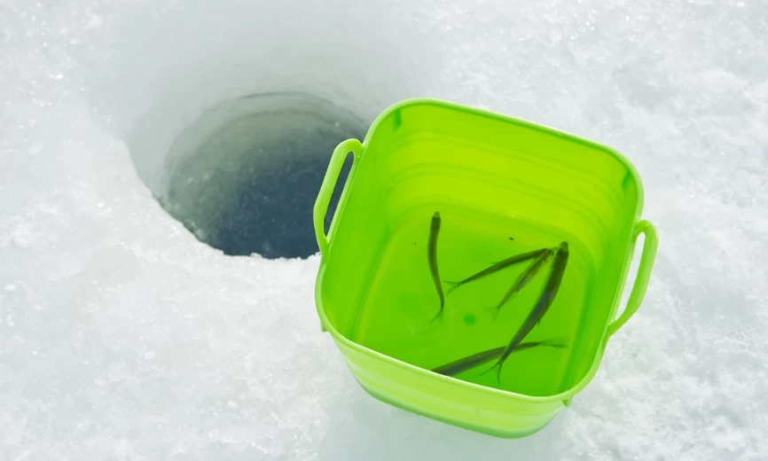 釣ったばかりのワカサギ