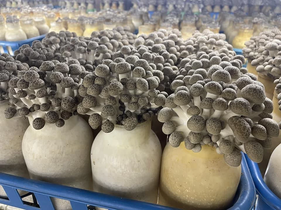 熟成されたきのこの味は格別