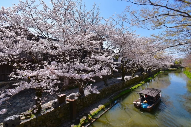 桜を眺めながら遊覧