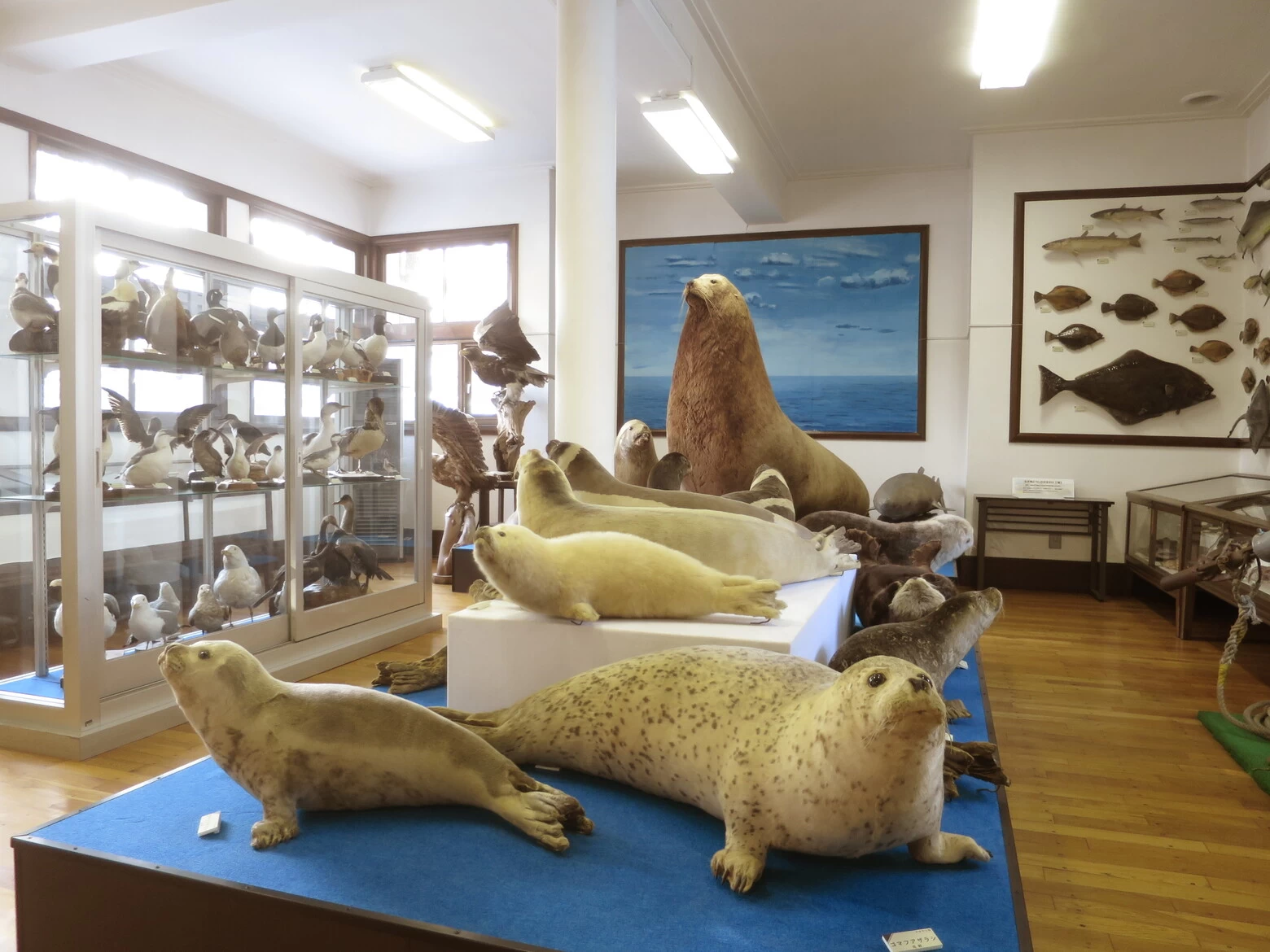 オホーツク海に棲息する海の動物たち