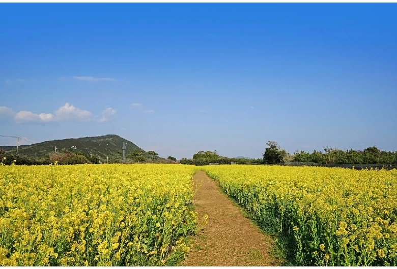 一面の菜の花畑
