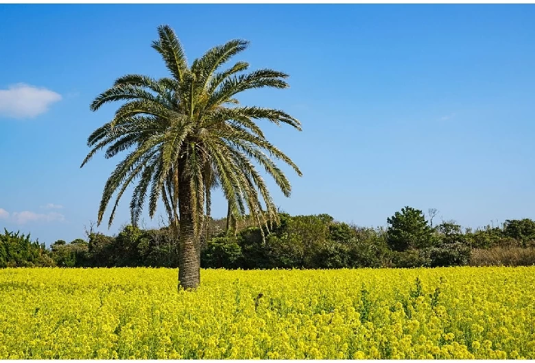 菜の花の季節の伊良湖菜の花ガーデン