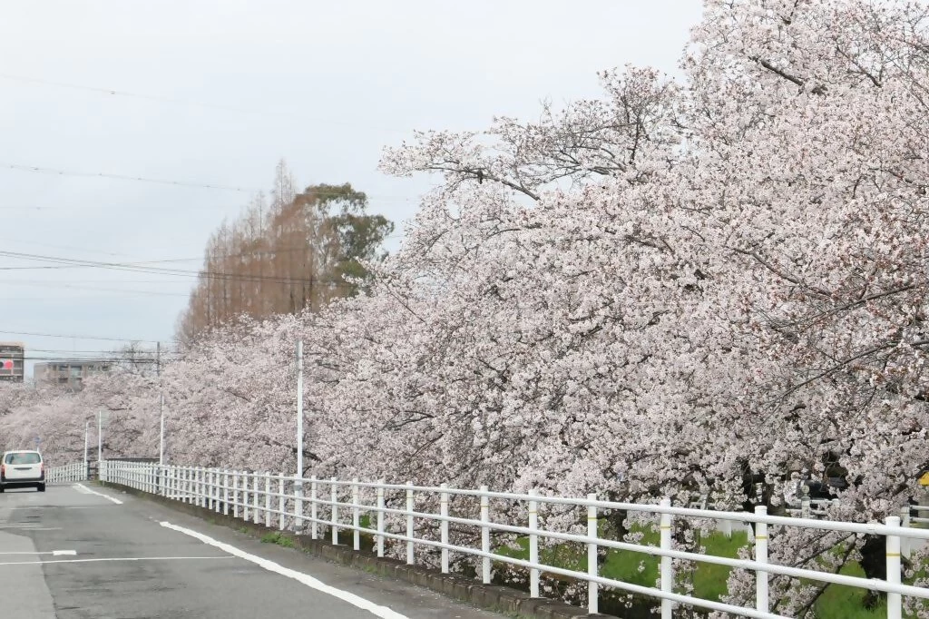 桜並木