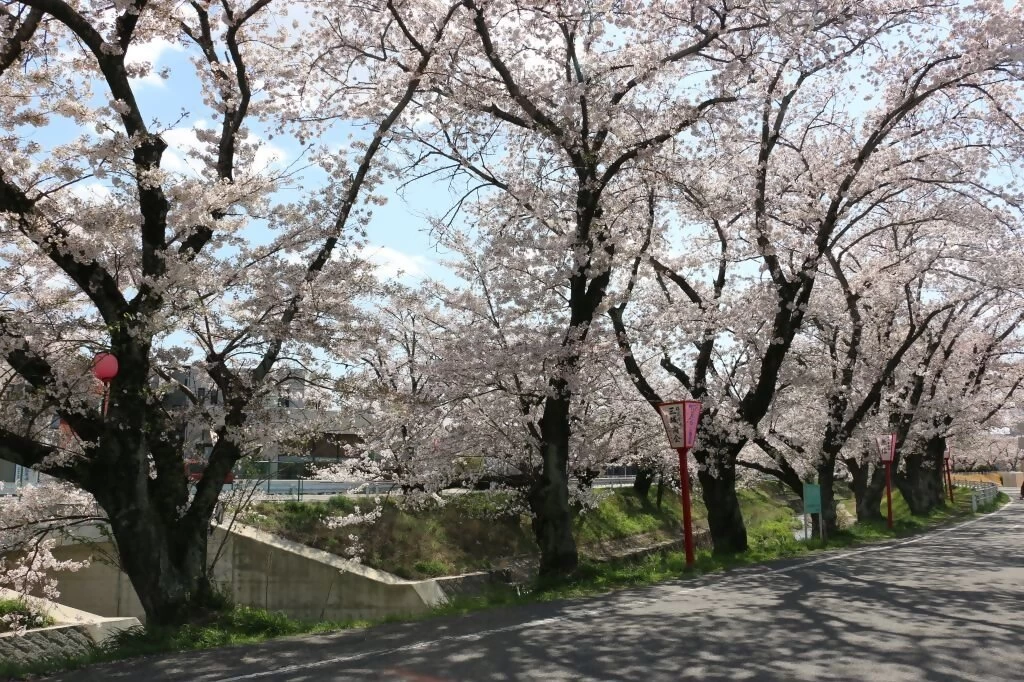 桜並木①