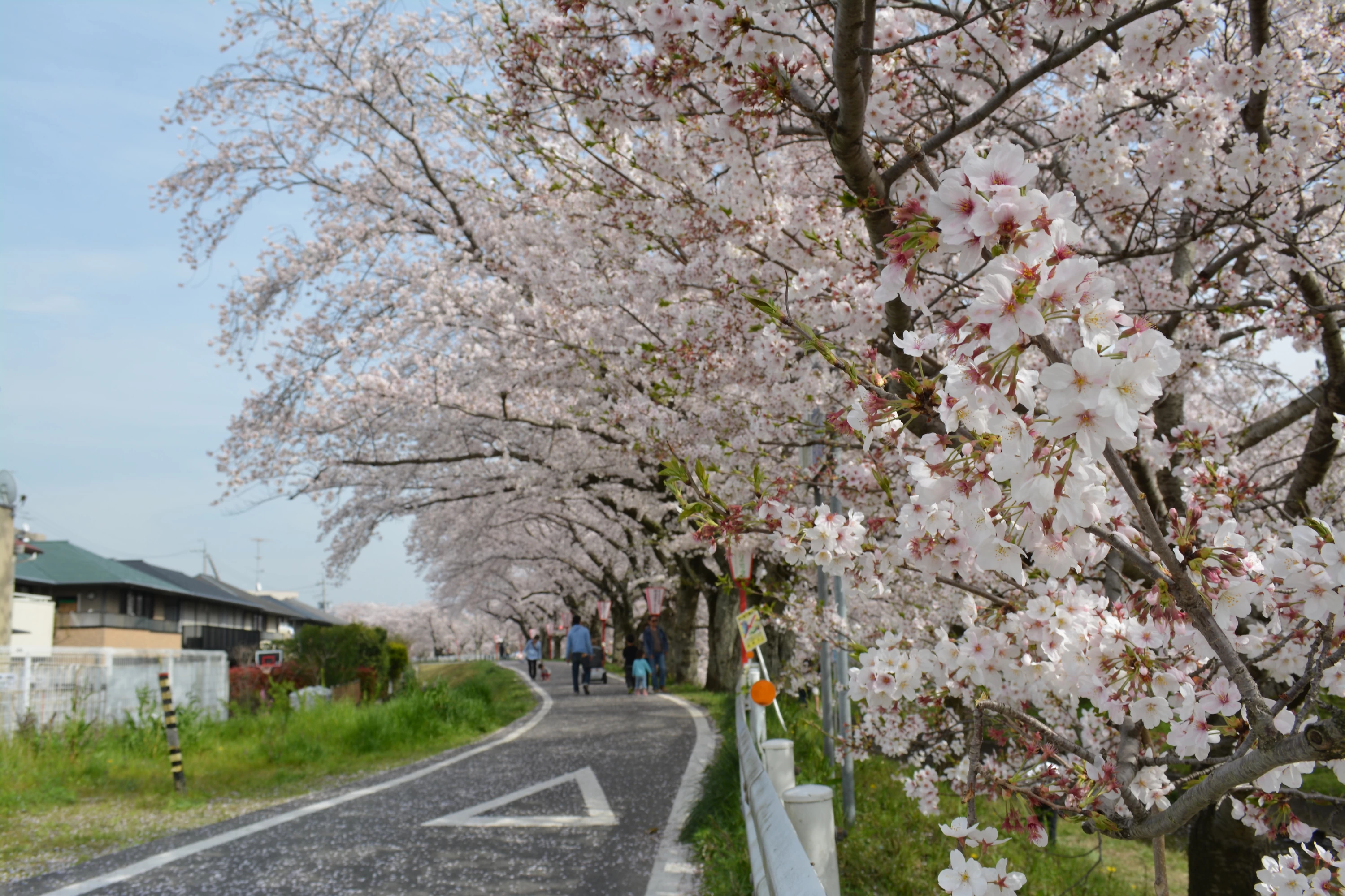桜並木②
