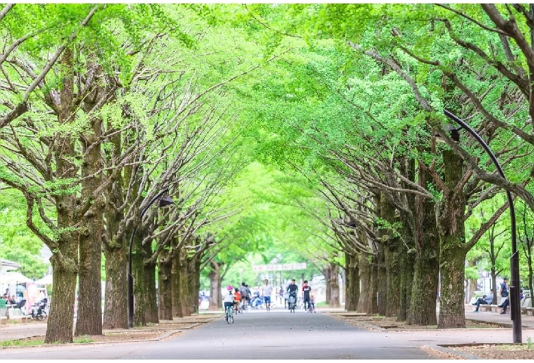 光が丘公園（夏）