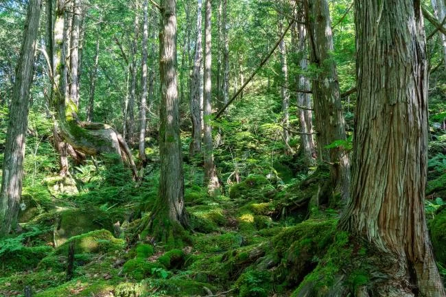 周囲には苔生す森が広がっている