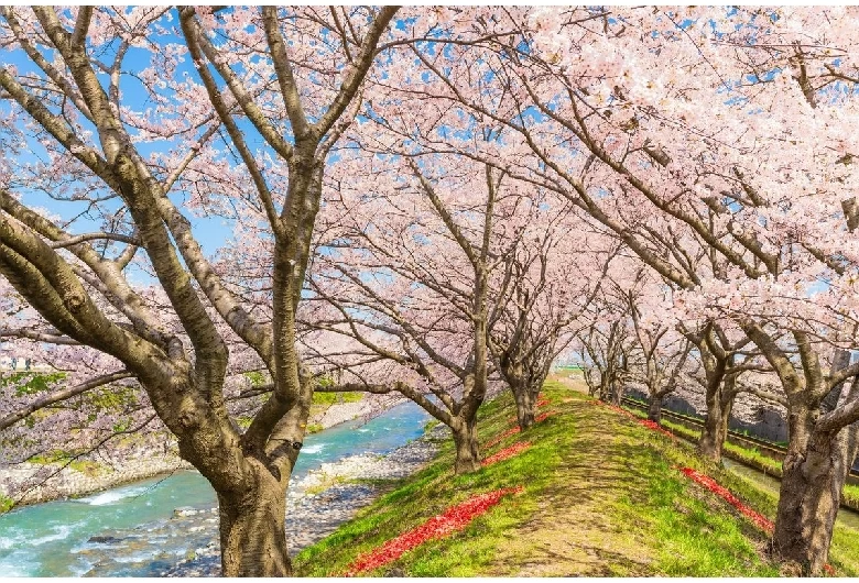 舟川べりの桜並木①