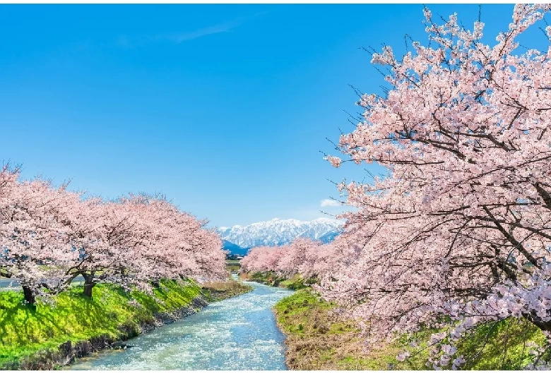 舟川べりの桜並木②
