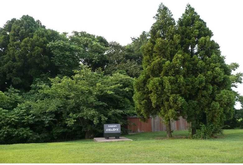 天然記念物の沢スギが群生