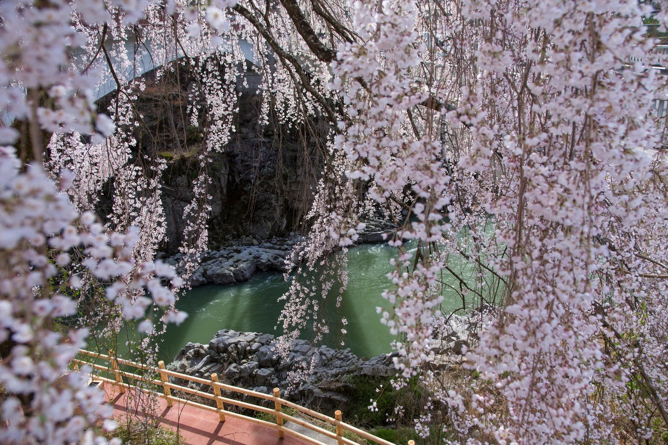 天龍峡の桜①