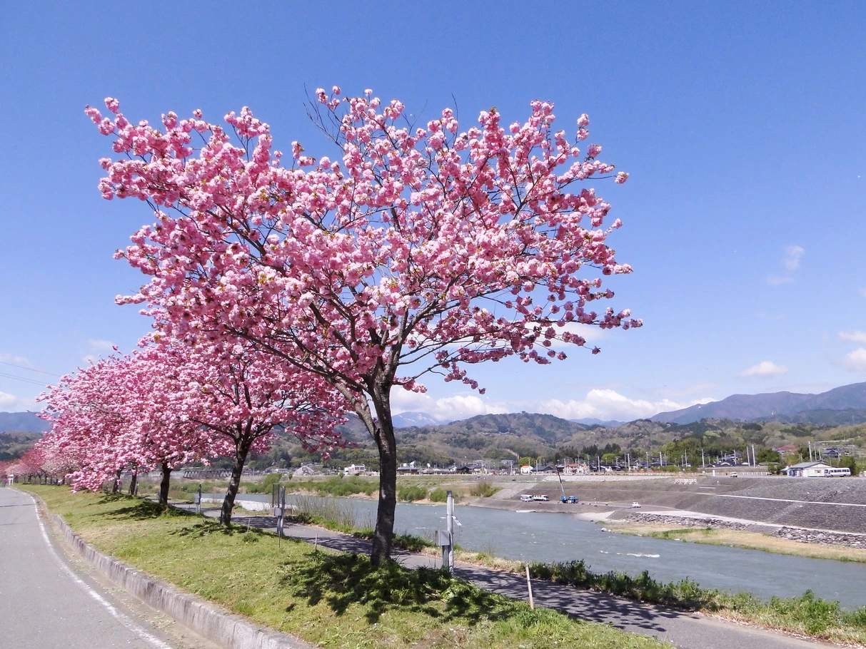 天龍峡の桜②